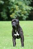 CANE CORSO 1252